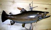 browntrout2
