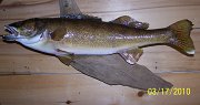 walleye2