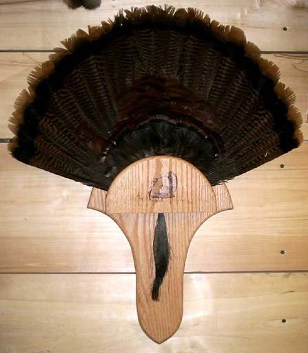1.17.05turkeypanel
