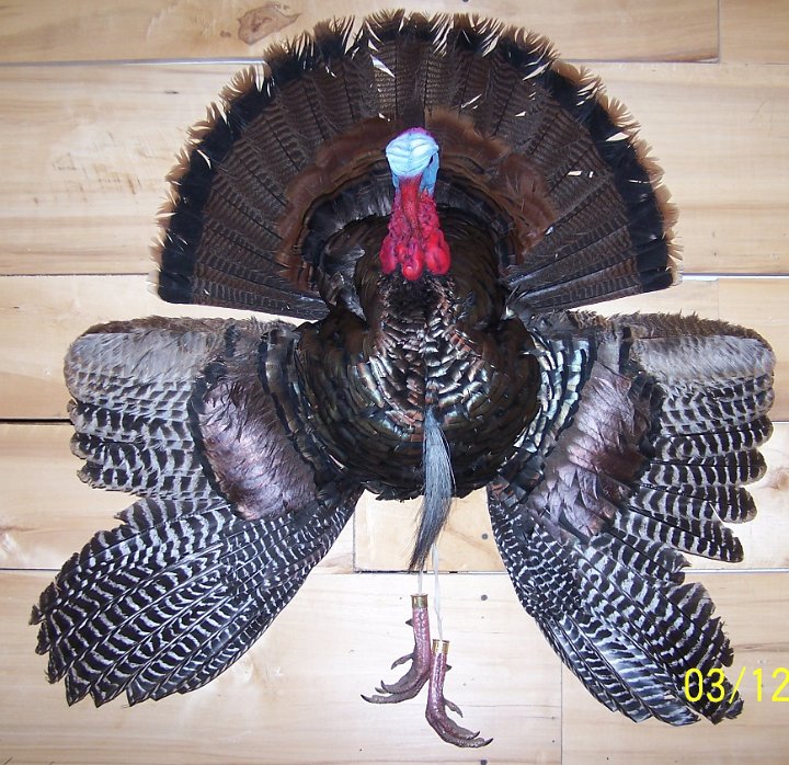 3fourturkey2
