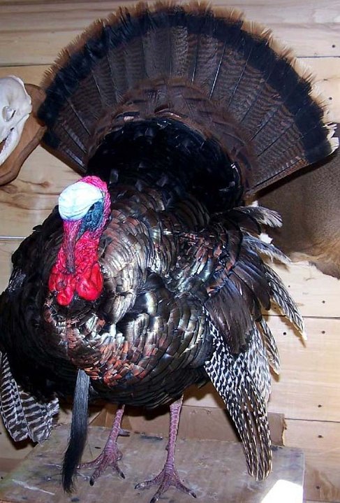 a12006-turkeyfull-1a