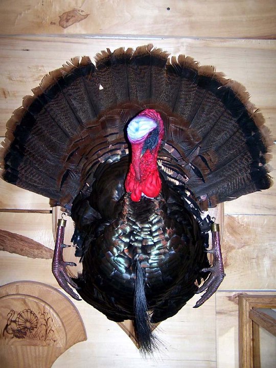 a12006-turkeypanel1