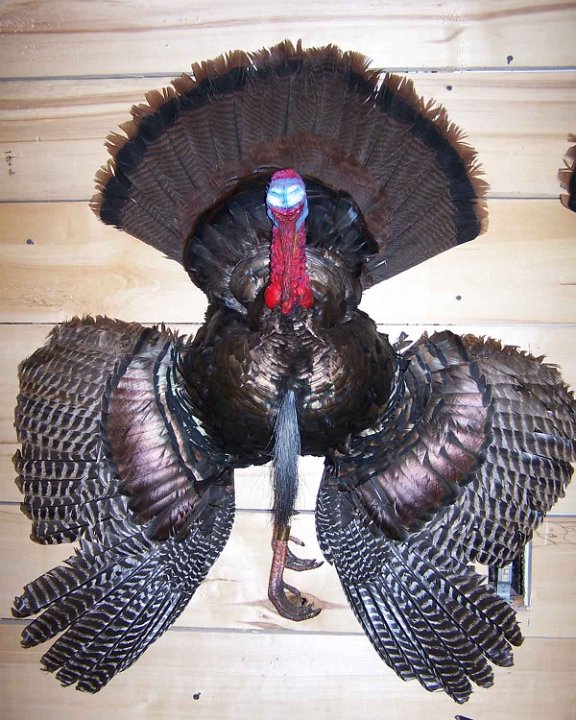 thirdmtturkey