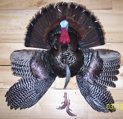 3fourturkey2