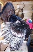 a12006-turkeyfull-1