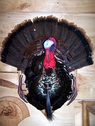 a12006-turkeypanel1