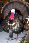 fullturkeystrut