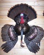 thirdmtturkey