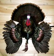 thirdmtturkey1