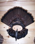 turkeypanel
