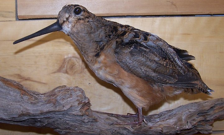 woodcock1