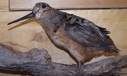 woodcock1
