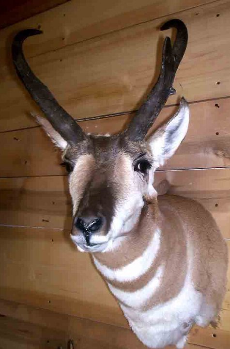 4.28.04antelope1