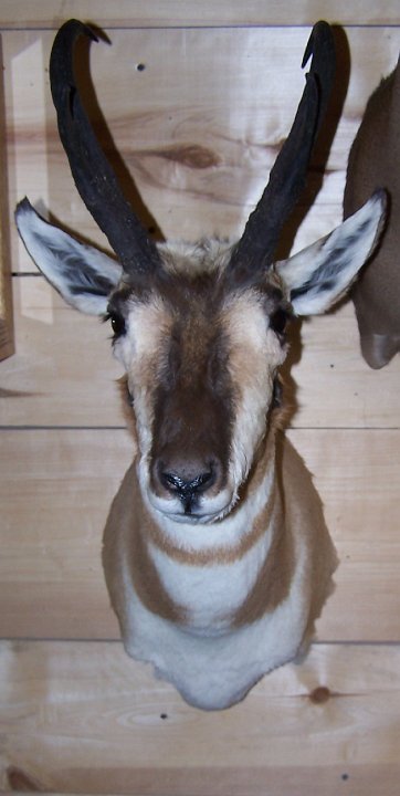 antelope