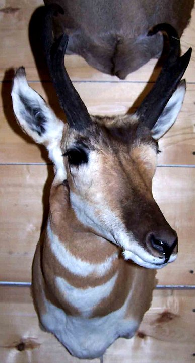 anteloperev5