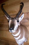 4.28.04antelope1
