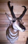 4.28.04antelope2