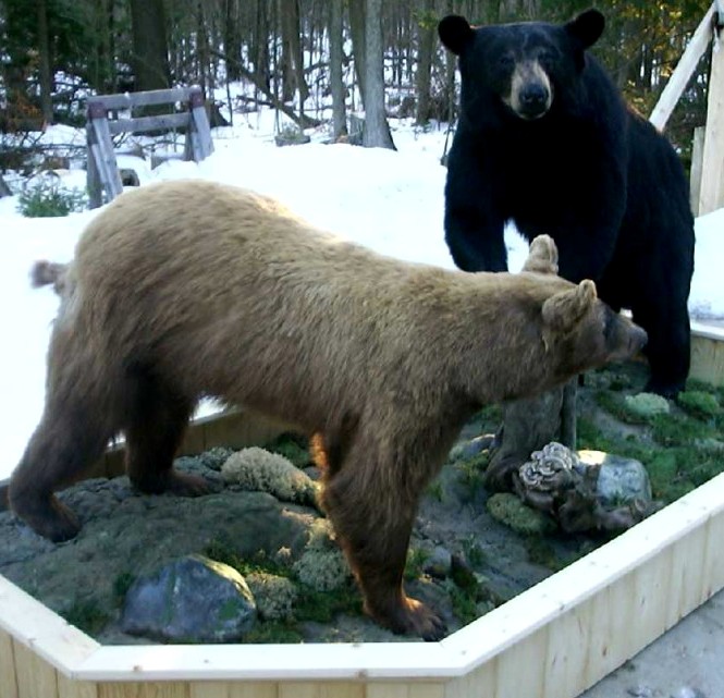 7.28blkbearsb
