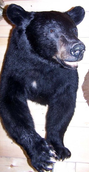 a12006-blkbear-halfsize