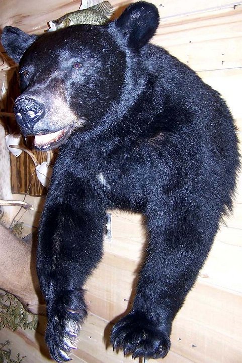 a12006-blkbear-halfsize2