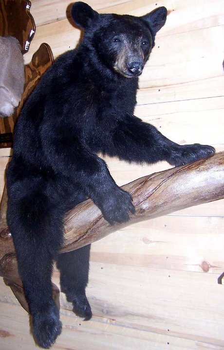 a12006-blkbear-lifesize