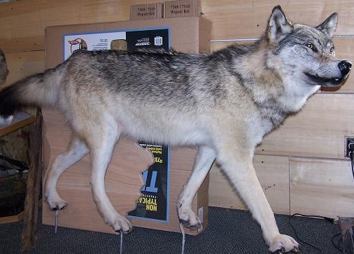 wolf