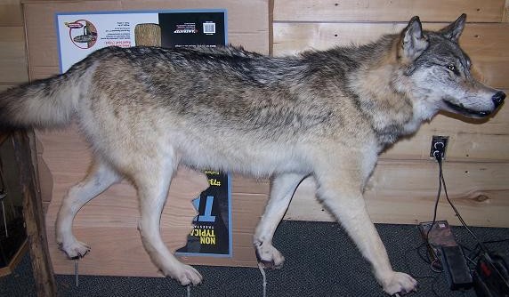 wolf1
