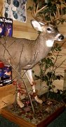 1.05.05deer-half