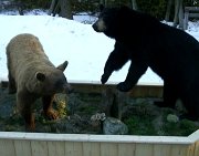 7.28blkbearsa