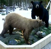 7.28blkbearsb