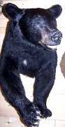 a12006-blkbear-halfsize