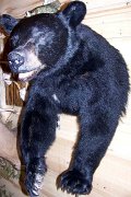 a12006-blkbear-halfsize2