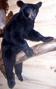 a12006-blkbear-lifesize