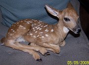 fawn