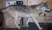 wolf1