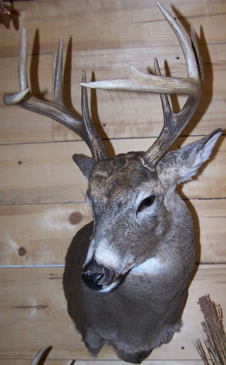 deerSSHD