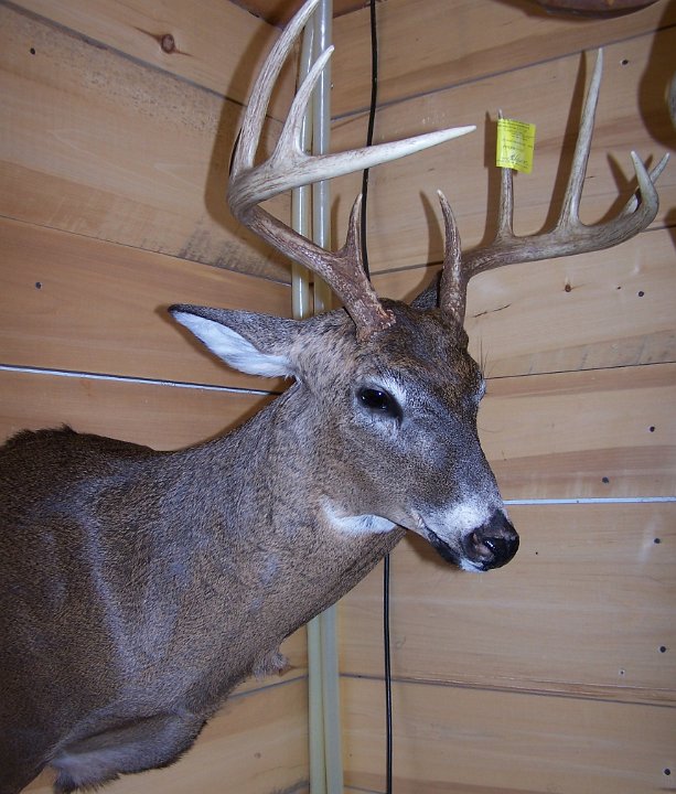 deerSSHD1