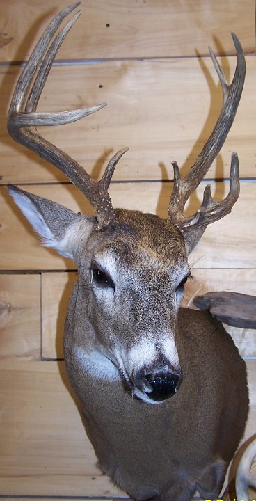deerSSHD2