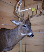 deerSSHD1