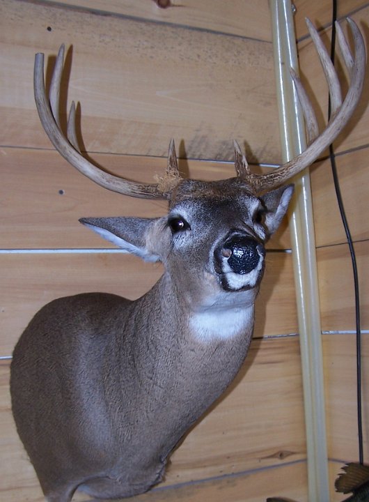 deerSSHU
