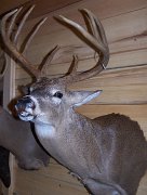 deerSSHU1