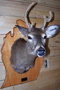 doe