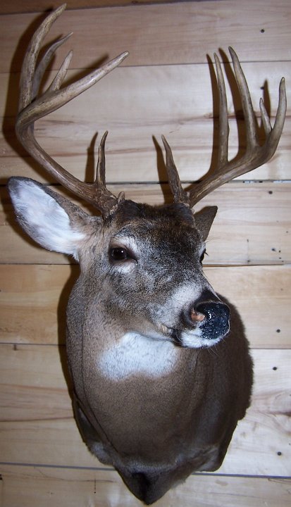deerSS