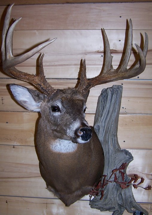 deerSS1
