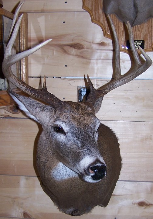 deerSS11