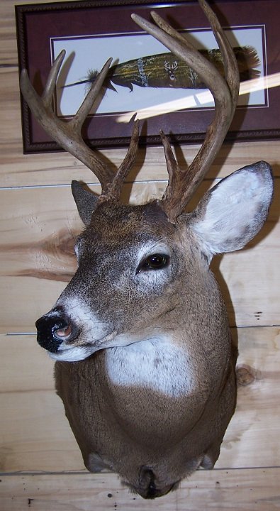 deerSS12