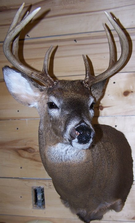 deerSS14