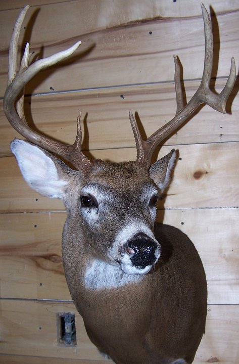 deerSS16
