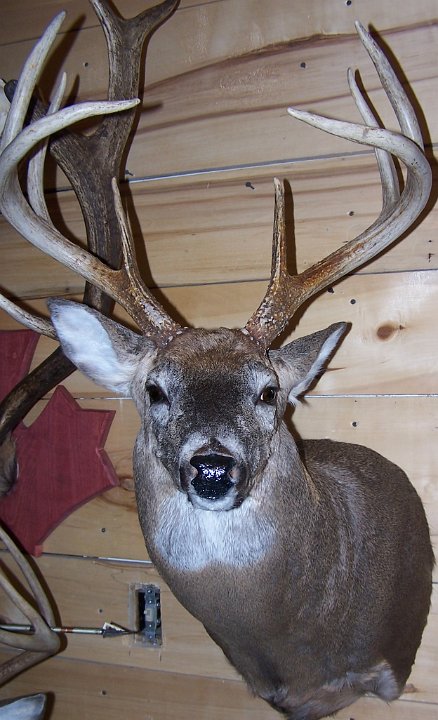 deerSS2