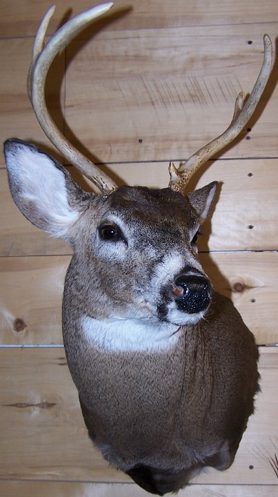 deerSS20